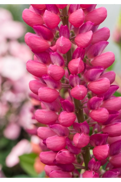 Суцвіття люпину Ред Шадес крупним планом